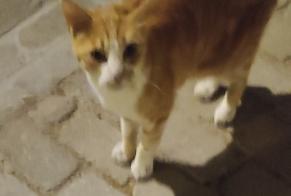 Alerte Découverte Chat Mâle Blagnac France