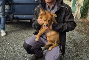 Alerte Découverte Chien croisement Mâle, 2 ans Villeneuve-sur-Lot France