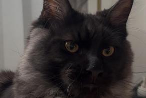 Alerte Disparition Chat Mâle, 1 ans Noyelles-Godault France