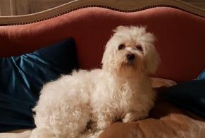 Alerte Disparition Chien Femelle, 11 ans Sainte-Anne France