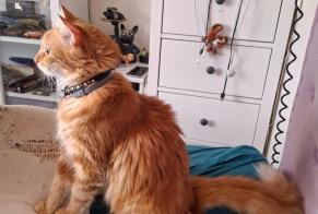 Alerte Disparition Chat croisement Mâle, 1 ans Miramas France