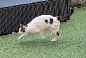 Alerte Disparition Chat Mâle, 7 ans Lyon France