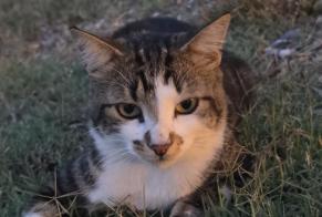 Alerte Disparition Chat Mâle, 3 ans Léognan France