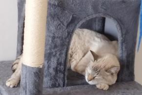 Alerte Disparition Chat croisement Femelle, 10 ans Pouzauges France