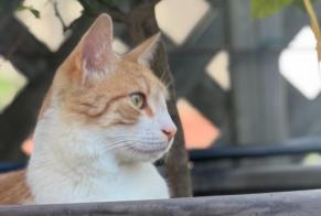 Alerte Disparition Chat Mâle, 2 ans Malakoff France