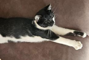 Alerte Disparition Chat croisement Mâle, 0 ans Flancourt-Crescy-en-Roumois France