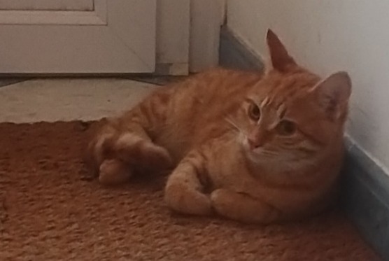 Alerte Découverte Chat Femelle Indre France