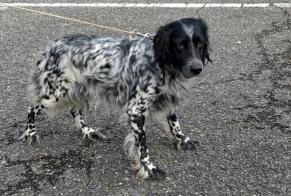 Alerte Découverte Chien Femelle Onard France