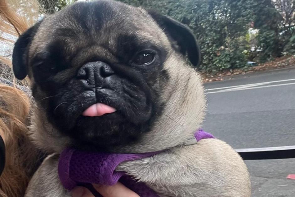 Alerte Découverte Chien  Femelle Charenton-le-Pont France