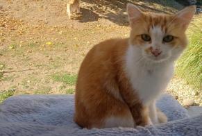 Alerte Découverte Chat Mâle Pont-Salomon France
