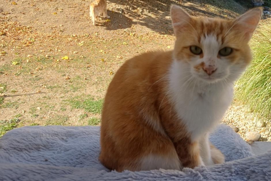 Alerte Découverte Chat  Mâle Pont-Salomon France