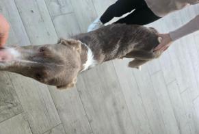 Alerte Découverte Chien Mâle Triors France