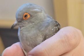 Alerte Découverte Oiseau Inconnu Aulnay-sous-Bois France