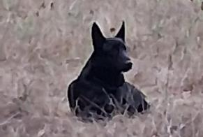 Alerte Découverte Chien Inconnu Mayac France