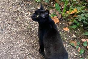 Alerte Découverte Chat Inconnu Angoulême France