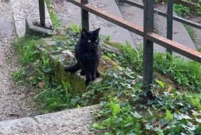 Alerte Découverte Chat Inconnu Angoulême France
