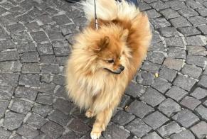 Alerte Disparition Chien Femelle, 2 ans Mont-Saint-Aignan France