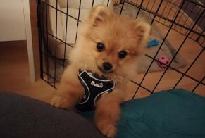 Alerte Disparition Chien Femelle, 0 ans Issy-les-Moulineaux France