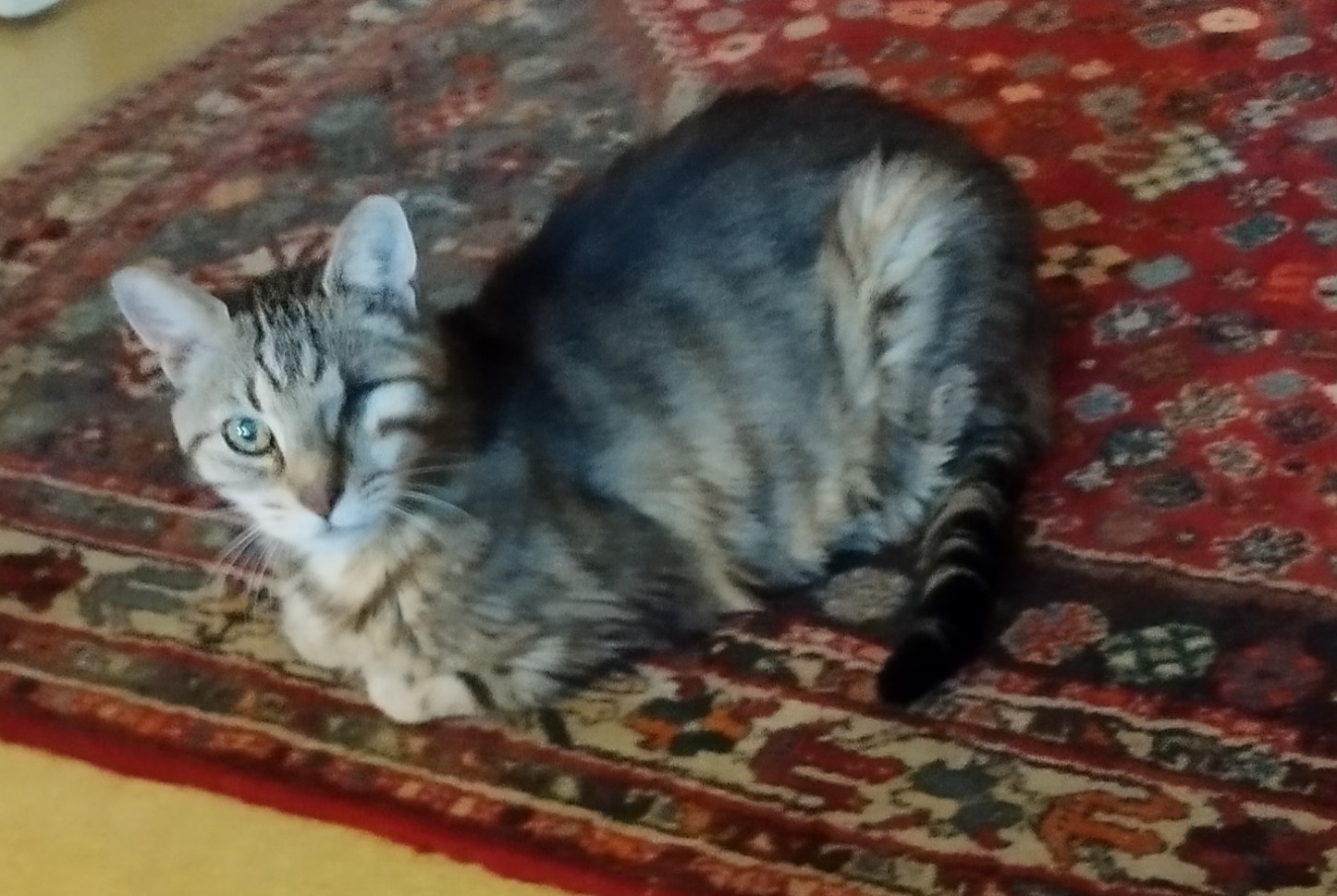 Alerte Disparition Chat Femelle, 13 ans Paris France