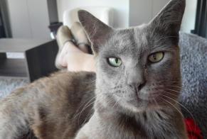 Alerte Disparition Chat Mâle, 10 ans Frouard France