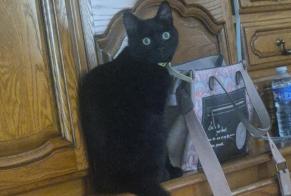 Alerte Disparition Chat Mâle, 0 ans Savy-Berlette France