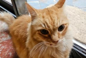 Alerte Disparition Chat Mâle, 12 ans Toulouges France