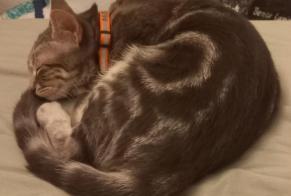 Alerte Disparition Chat Mâle, 0 ans Anglet France