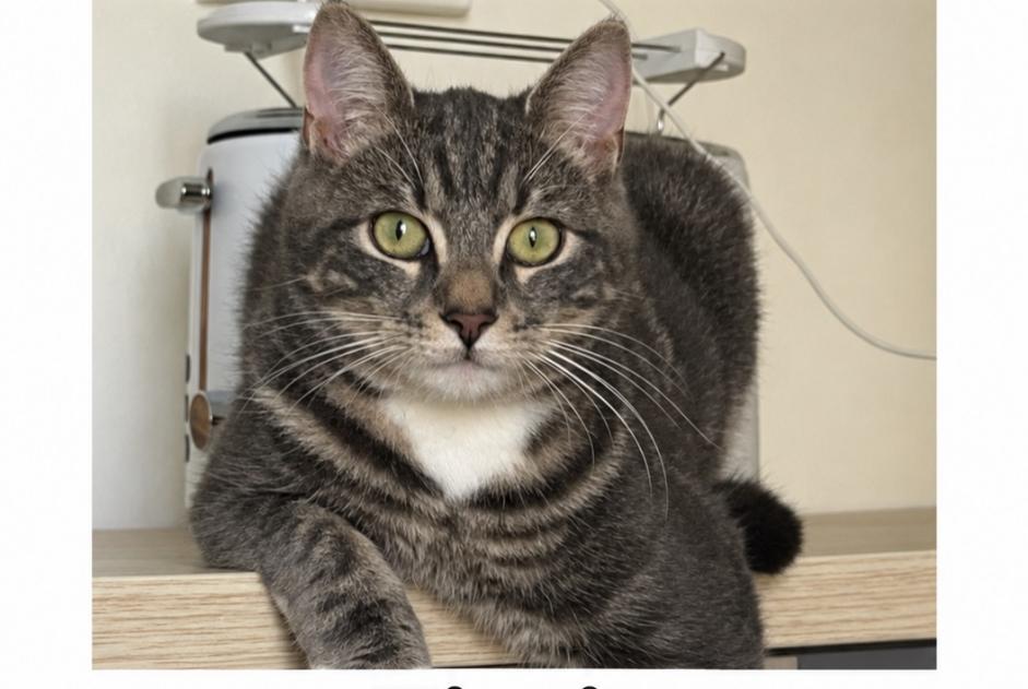 Alerte Disparition Chat  Mâle , 3 ans Marquette-lez-Lille France