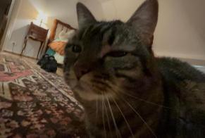 Alerte Disparition Chat Femelle, 6 ans Néronde France
