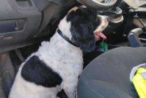 Alerte Découverte Chien Inconnu Hermeray France