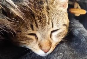 Avviso scomparsa Gatto Femmina , 10 anni Esvres Francia