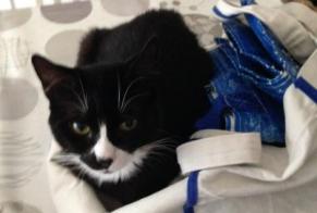 Avviso scomparsa Gatto Maschio , 10 anni Caudebec-lès-Elbeuf Francia
