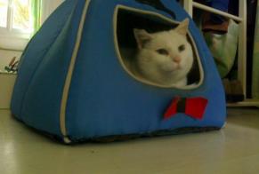 Avviso scomparsa Gatto  Maschio , 15 anni Tracy-le-Val Francia