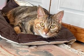 Avviso scomparsa Gatto  Femmina , 6 anni Faye-la-Vineuse Francia