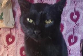 Avviso scomparsa Gatto Maschio , 6 anni Guignen Francia