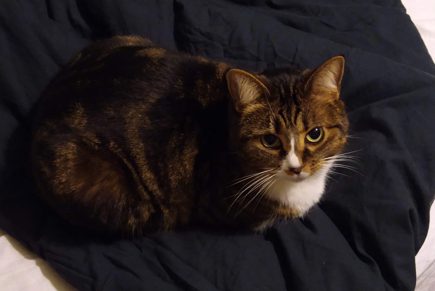 Avviso scomparsa Gatto incrocio di razze Femmina , 14 anni Châtel-Guyon Francia