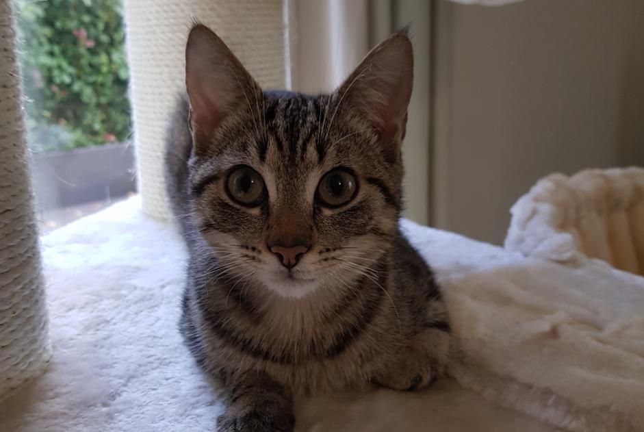 Avviso scomparsa Gatto Maschio , 6 anni Quédillac Francia