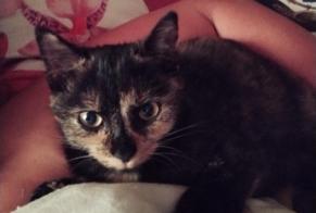 Avviso scomparsa Gatto  Femmina , 4 anni Saint-Astier Francia