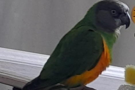Avviso scomparsa Uccello Maschio , 2026 anni Le Creusot Francia