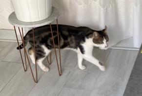 Avviso scomparsa Gatto  Maschio , 4 anni Hyères Francia