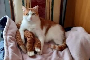 Avviso scomparsa Gatto incrocio di razze Maschio , 12 anni Saint-Laurent-sur-Mer Francia