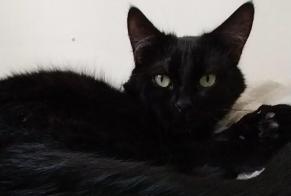 Avviso scomparsa Gatto Maschio, 5 anni Yvré-l'Évêque Francia