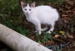 Avviso scomparsa Gatto Maschio, 2 anni Fontenoy Francia