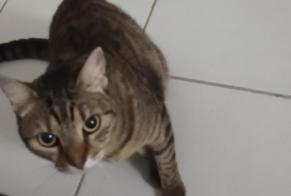 Avviso scomparsa Gatto Femmina, 8 anni Toulouse Francia