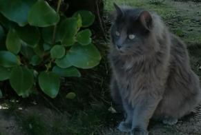 Avviso scomparsa Gatto incrocio di razze Femmina, 2 anni Brest Francia