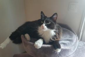 Avviso scomparsa Gatto Femmina, 5 anni Saint-Paul-lès-Dax Francia