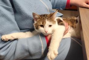 Avviso scomparsa Gatto Femmina, 3 anni Mirecourt Francia