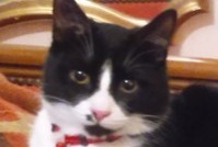Avviso scomparsa Gatto Maschio, 8 anni Évreux Francia
