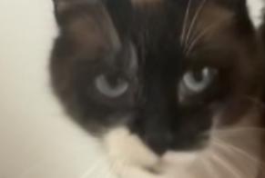 Avviso scomparsa Gatto Femmina, 4 anni Le Thillay Francia