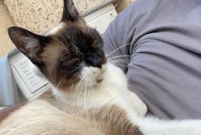 Avviso scomparsa Gatto Femmina, 4 anni Le Thillay Francia